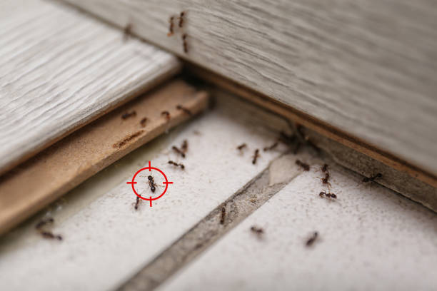 Best Exterminator Services  in Pittsburg, KS