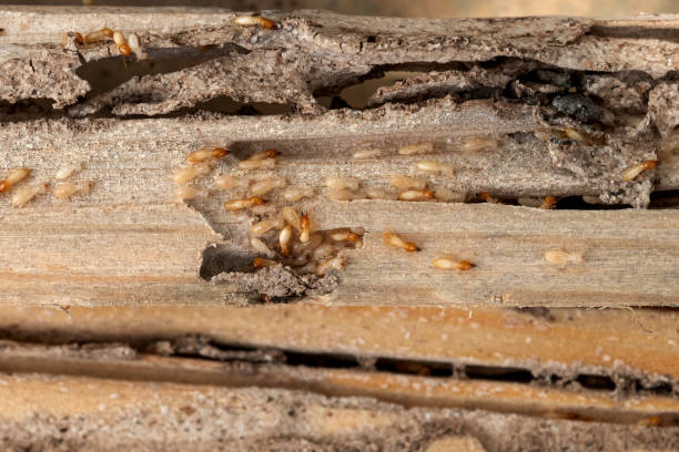Spider Control Near Me in Pittsburg, KS